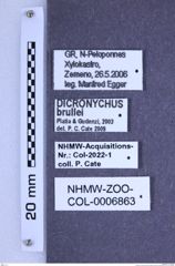 Etiketten zu Dicronychus brullei (Platia & Gudenzi, 2003) (NHMW-ZOO-COL-0006863)